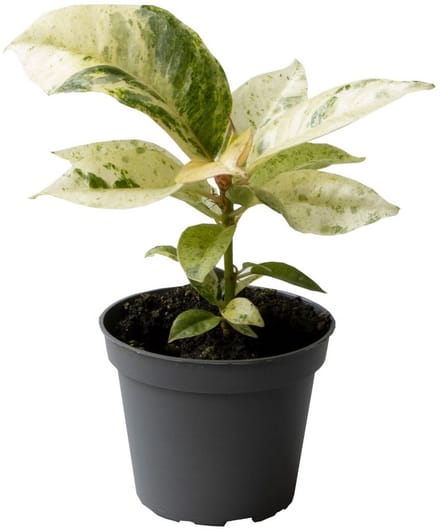 Ficus Elastica Schrijveriana - Hoogte 10cm - Pot 6cm