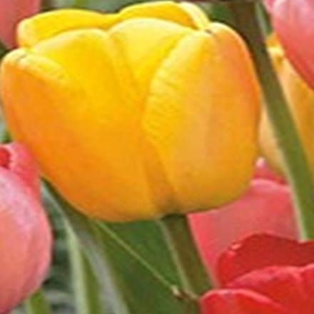 JUB - Tulipa Darwin hybride Mix