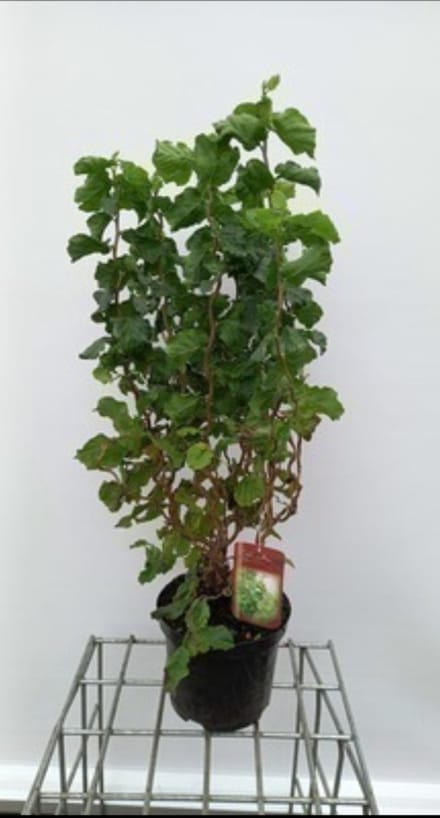 Corylus av. 'Twister' - Schijnhazelaar 40- 60 cm in pot