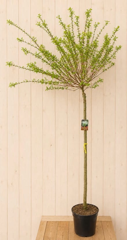 Salix Integra Wilg 'Hakuro Nishiki' 220 cm Warentuin Natuurlijk