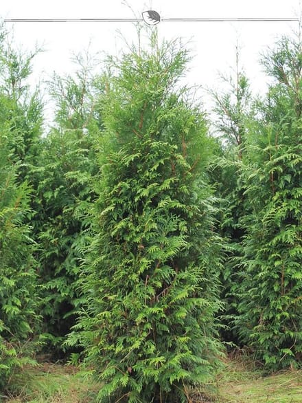 Levensboom Thuja plicata Atrovirens 160-180 cm, 8x Haagplant