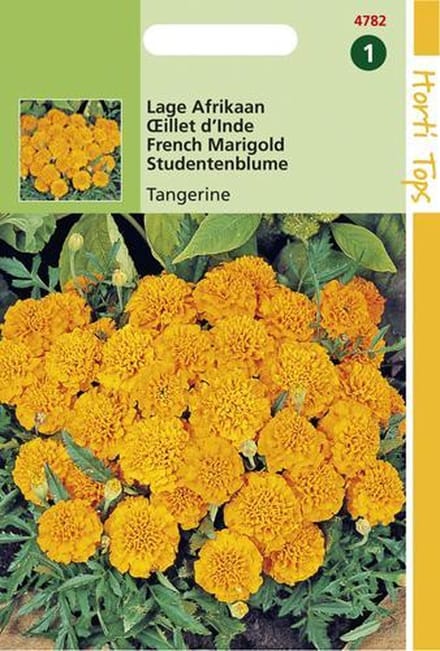 Lage Afrikaan Bloemzaad - Tangerine