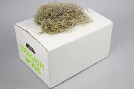 1x Sg tillandsia grof