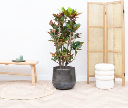 Codiaeum Petra - 100cm