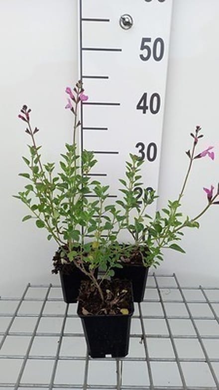 6x Struiksalie - Salvia nem. 'Pink Beauty' | 9x9 cm pot