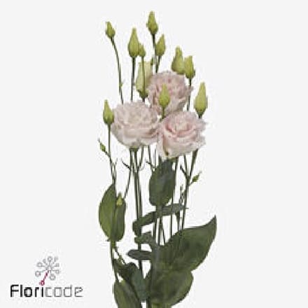10x Eust.chaconne wedding pink du 70cm