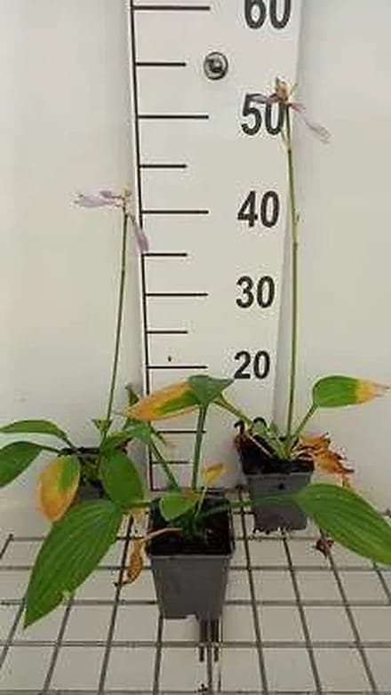 6x Hartlelie - Hosta 'Fort. Hyacinthina' | 9x9 cm pot