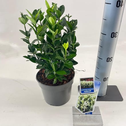Groenblijvende struik - Sierheester - Tuin decoreren - Compacte groeiwijze - 20-25 cm - Groen