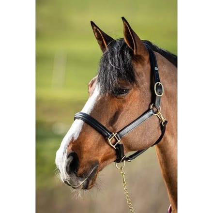 Gevoerd lederen halster voor paarden HFI Raised