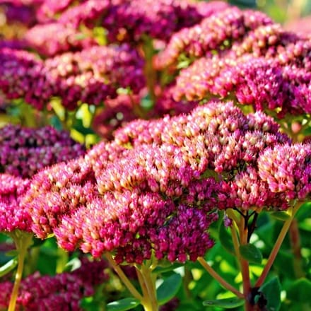 Sedum telephium 'Muntstead Dark Red' - Vetkruid - Wortelgoed - 4 stuks
