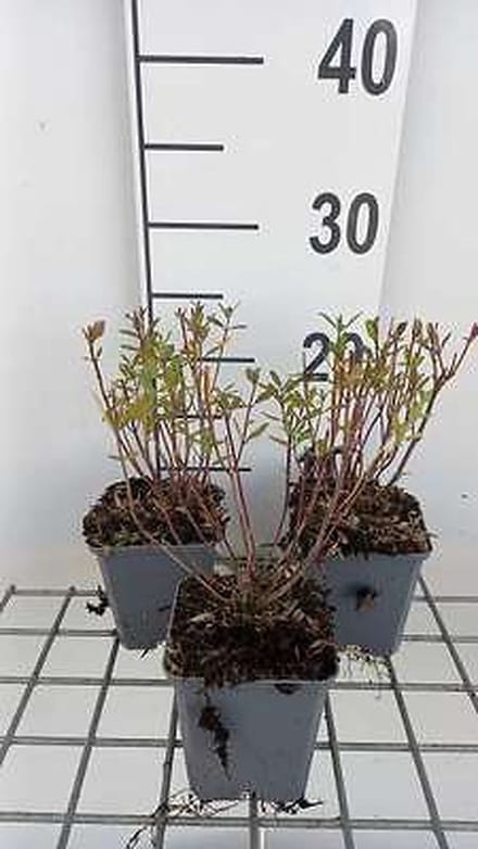 6x Struiksalie - Salvia greggii 'Amethyst Lips' | 9x9 cm pot
