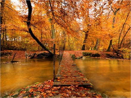 Fotobehang - Herfst brug.