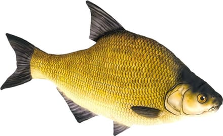 Gaby The Common Bream - M