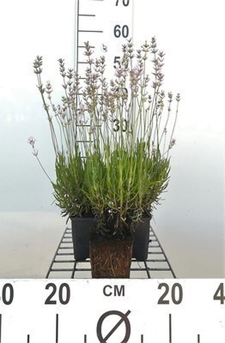 6x Lavandel - Lavandula ang. 'Rosea' | 9x9 cm pot