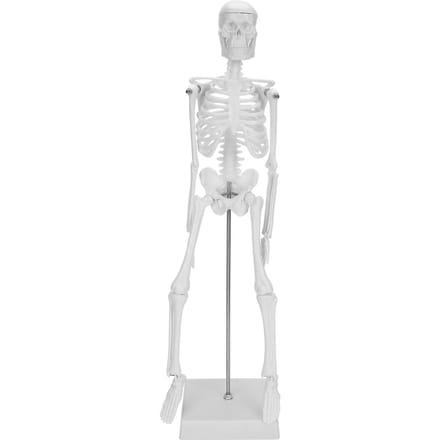 45 cm menselijk skelet model beweegbare ledematen anatomisch onderwijs leermodel wetenschapsbenodigdheden white