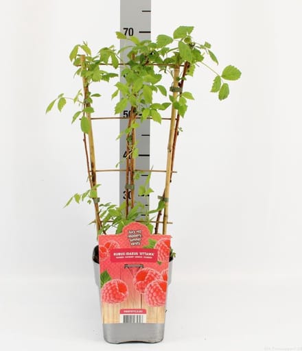 Fruitplant - Rubus idaeus 'Heritage' - Rode Framboos - op rek - Hoogte 60 / 70 Cm