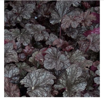6 x  Heuchera 'Plum Pudding - PURPERKLOKJE - pot 9 x 9 cm