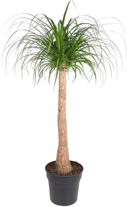 Beaucarnea stam - 120 cm - ø32