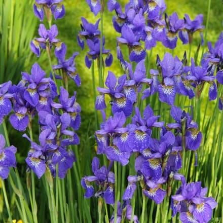 Iris Sibirica 'Blue King' - Baardloze Iris - Wortelgoed - 5 stuks