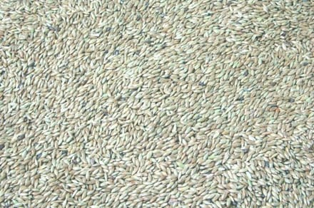 Wielink Platzaad/Witzaad 20 kg