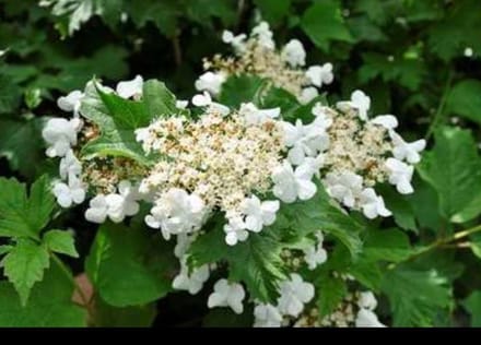 Viburnum carlcephalum - Sneeuwbal 60- 80 cm in pot