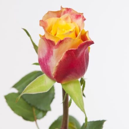 20x Rosa tamara 50cm