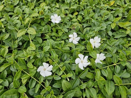 Bodembedekker Planten - Wintergroene Vulling - Tuin Aankleden - Bloeiend en Groen - 48 Stuks - Wit