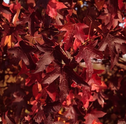 Plantes de jardin - Un ensemble 1 - Liquidambar styraciflua - (5L) 50-60 cm