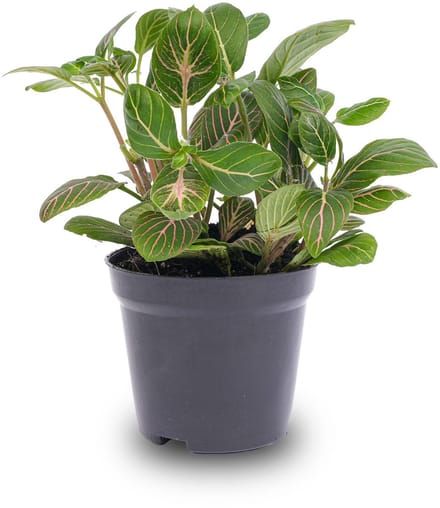 Fittonia Joly Josan - Rood/groen - Mozaiekplantje