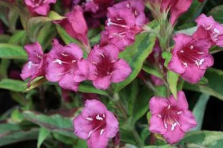 Weigela ' Moulin Rouge' - Weigela 50 - 60 cm in pot