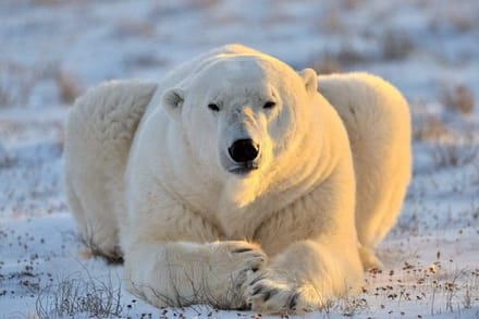 Fotobehang - Bear 375x250cm - Vliesbehang