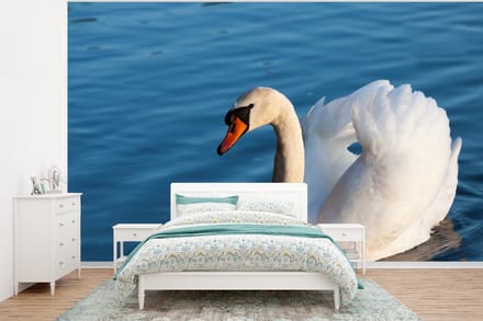 Behang - Fotobehang Zwaan - Water - Vogel - Wit - Breedte 295 cm x hoogte 220 cm