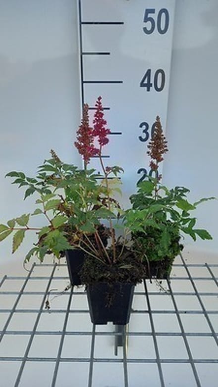 6x Prachtspirea - Astilbe (a) 'Etna' | 9x9 cm pot