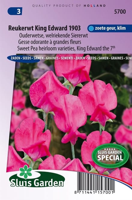 Sluis Garden - Reukerwt King Edward the 7th 1903 (Lathyrus)