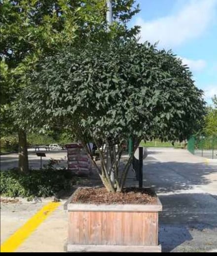 Euonymus alatus - Kardinaalshoed, Kardinaalsmuts 50- 60 cm in pot