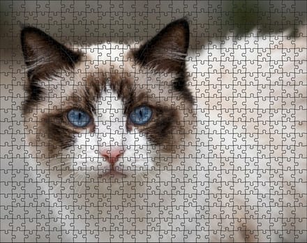 Puzzel Ragdoll | 500 stukjes | Dierenpuzzel | Kattenpuzzel