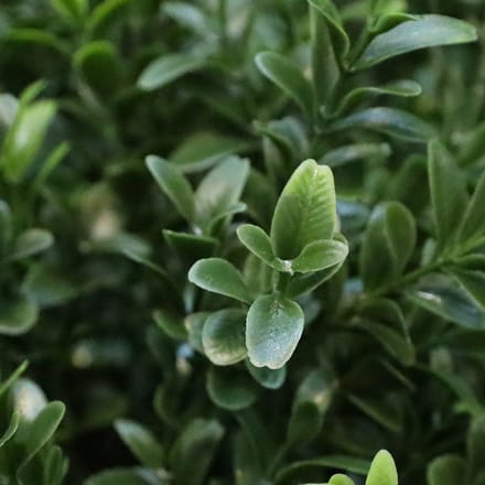 Buxus Kunstplant 45cm UV