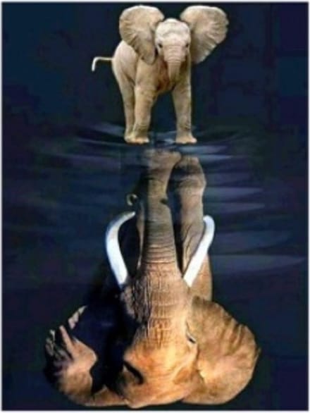 Diamond painting 40x50cm - olifant - ronde steentjes