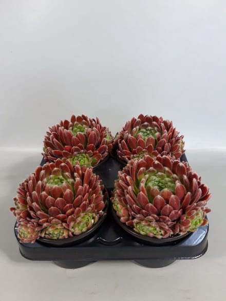 Sempervivum weberianum (rotsplanten) 4 stuks
