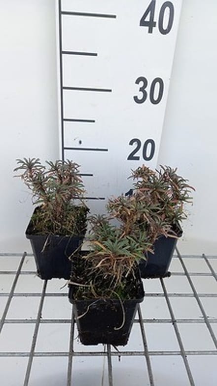 6x Muurbloem - Erysimum hybr. Red Jep' | 9x9 cm pot