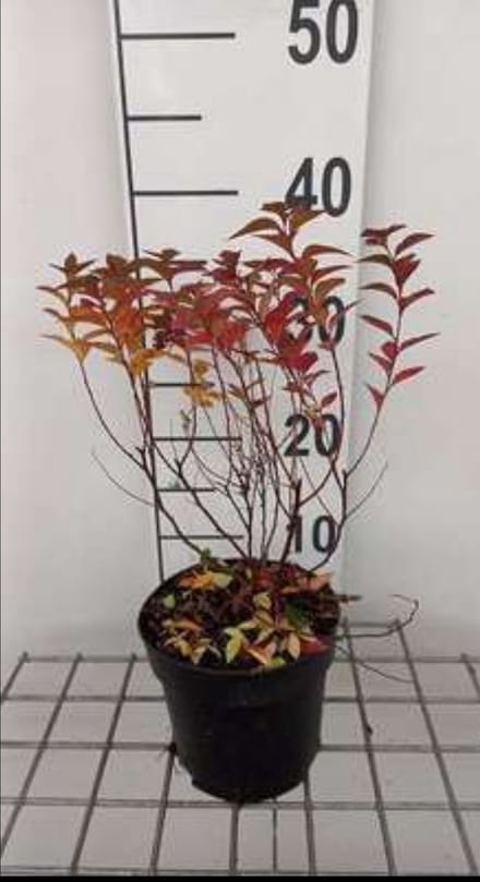 Spiraea jap. 'Manon' - Spierstruik , Japanse Spirea 20- 25 cm in pot
