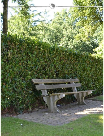 Laurier Prunus Herbergii 120-140 cm, 10x Haagplant
