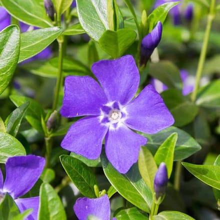 6 x Vinca Minor 'La Grave' (='Bowles Variety') - Maagdenpalm pot 9x9cm - Bodembedekkende kruiper