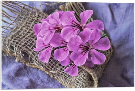 Forex - Geranium op Bruin Netje  - 90x60cm Foto op Forex
