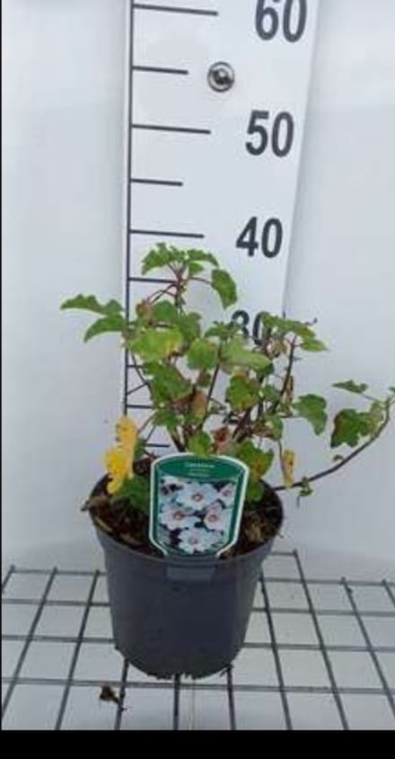 Lavatera hybr. 'Barnsley Baby'® - Malvastruik, Struikmalva, 25- 30 cm in pot