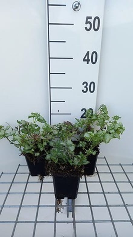 6x Dovenetel - Lamium mac. 'Pink Pewter' | 9x9 cm pot
