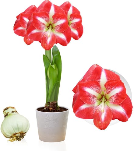 Amaryllis Bol - Striped Passion - Bloembollen - 1 stuk - Rood & Wit - Bloem bollen