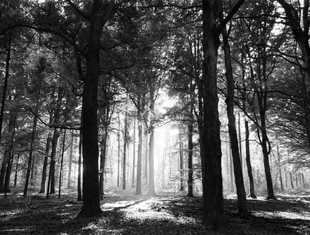 Poster Leurse Bos (Liggend) - 30x40 cm - Natuur Poster - WALLLL
