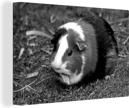 Canvas Schilderij Cavia buiten - zwart wit - 90x60 cm - Wanddecoratie