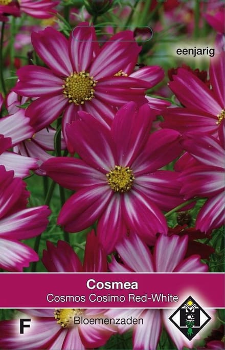 2 stuks Van Hemert & Co Cosmos bipinnatus Cosimo Red White
